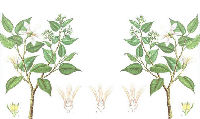 成為全球龍腦產(chǎn)業(yè)的引領(lǐng)者，遠(yuǎn)景智庫為新晃龍腦制定發(fā)展戰(zhàn)略規(guī)劃